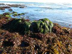 Phyllospadix scouleri