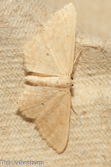 Idaea obsoletaria