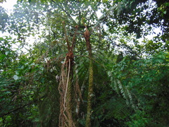 Cyathea divergens