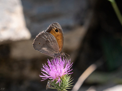 Hyponephele lycaon
