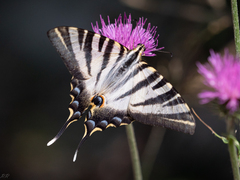 Iphiclides podalirius