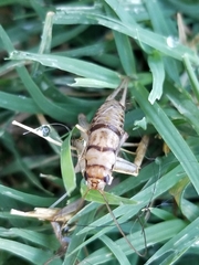 Gryllodes sigillatus