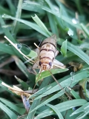Gryllodes sigillatus