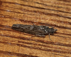 Strepsicrates ejectana