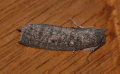 Paralaea chionopasta