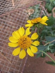 Verbesina encelioides