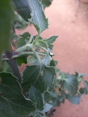 Verbesina encelioides