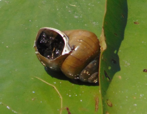 Asian Apple Snail