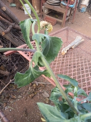 Verbesina encelioides