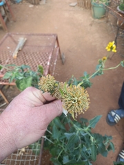 Verbesina encelioides