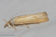 Xanthocrambus delicatellus