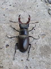 Lucanus cervus turcicus