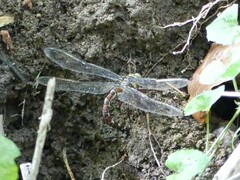 Caliaeschna microstigma