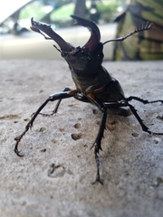 Lucanus cervus turcicus