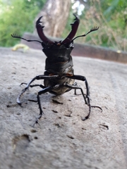 Lucanus cervus turcicus