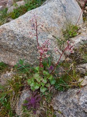 Micranthes nelsoniana aestivalis