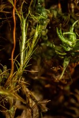 Distichium capillaceum