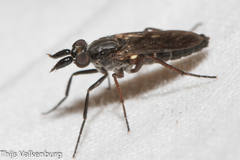 Phycinae
