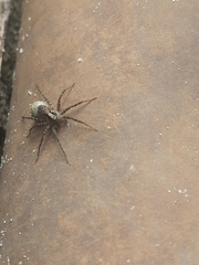 Acantholycosa lignaria