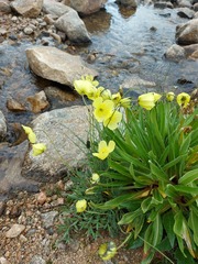 Papaver croceum