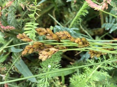 Carex crawfordii