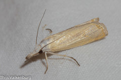 Xanthocrambus delicatellus