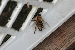 Apis mellifera
