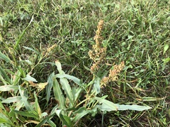 Rumex transitorius