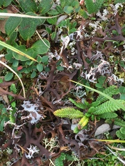 Masonhalea richardsonii