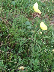 Papaver macounii discolor