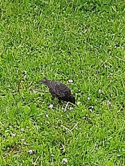 Sturnus vulgaris