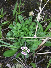 Cardamine purpurea