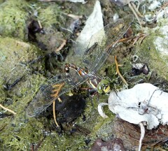 Caliaeschna microstigma