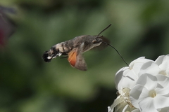 Macroglossum stellatarum