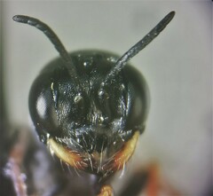 Diodontus minutus