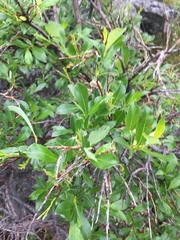 Salix pulchra