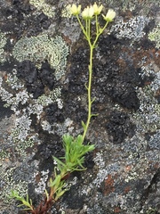 Saxifraga bronchialis funstonii