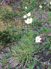 Anemonastrum sibiricum