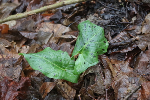 Obični kozlac (Arum maculatum)