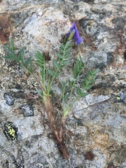 Oxytropis scammaniana