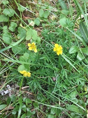 Potentilla biflora