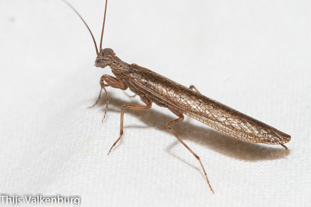 Perlamantis alliberti