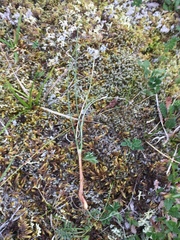 Gagea serotina