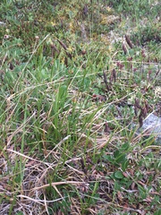 Carex atrofusca
