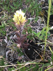 Castilleja hyperborea