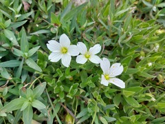 Cerastium lithospermifolium
