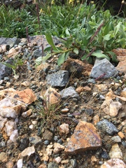 Festuca brachyphylla