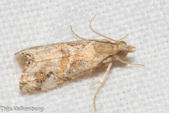 Euchromius cambridgei