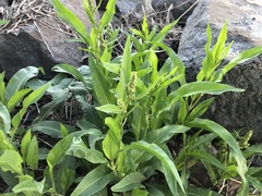 Rumex transitorius