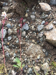 Micranthes razshivinii